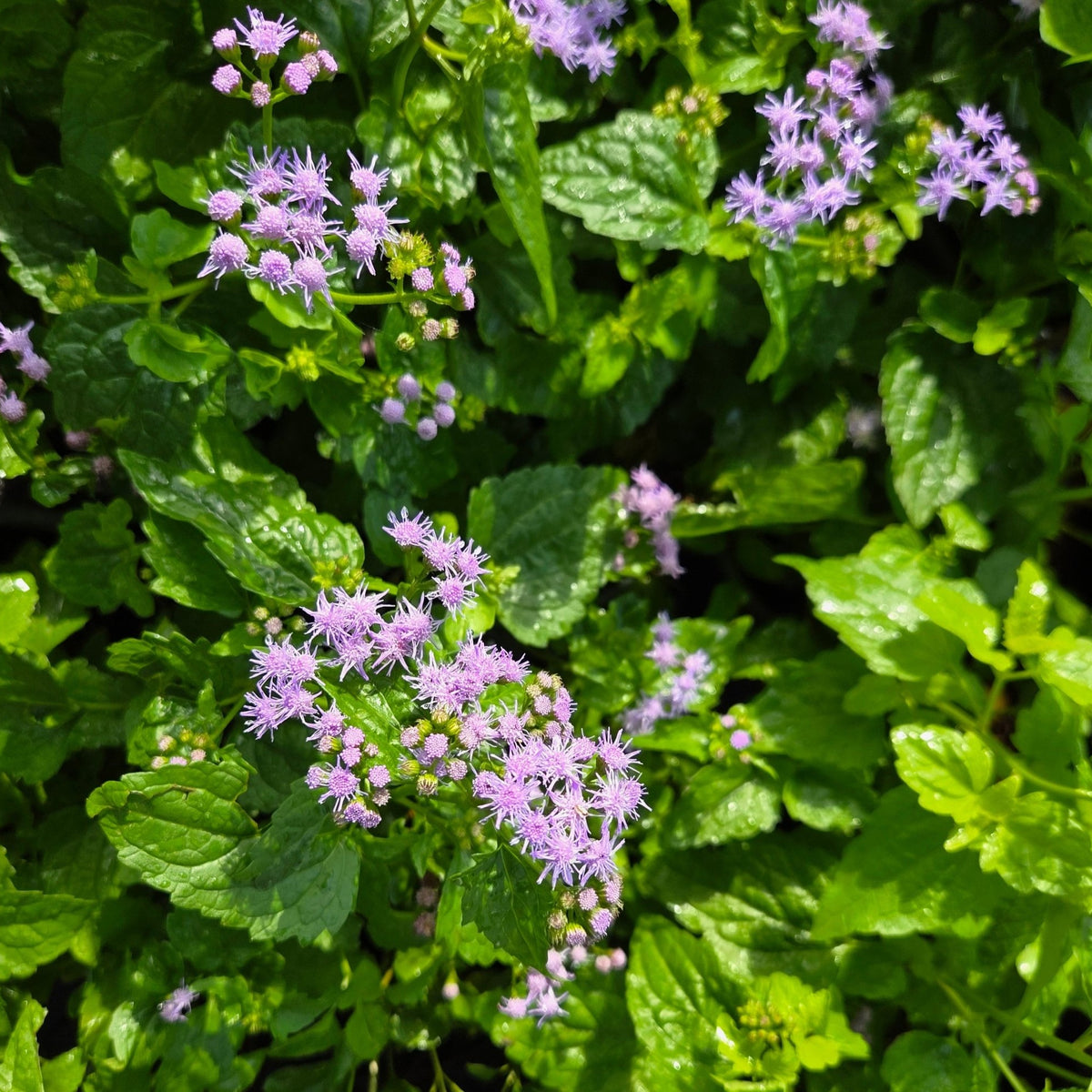 Conoclinium coelestinum (Blue Mistflower)