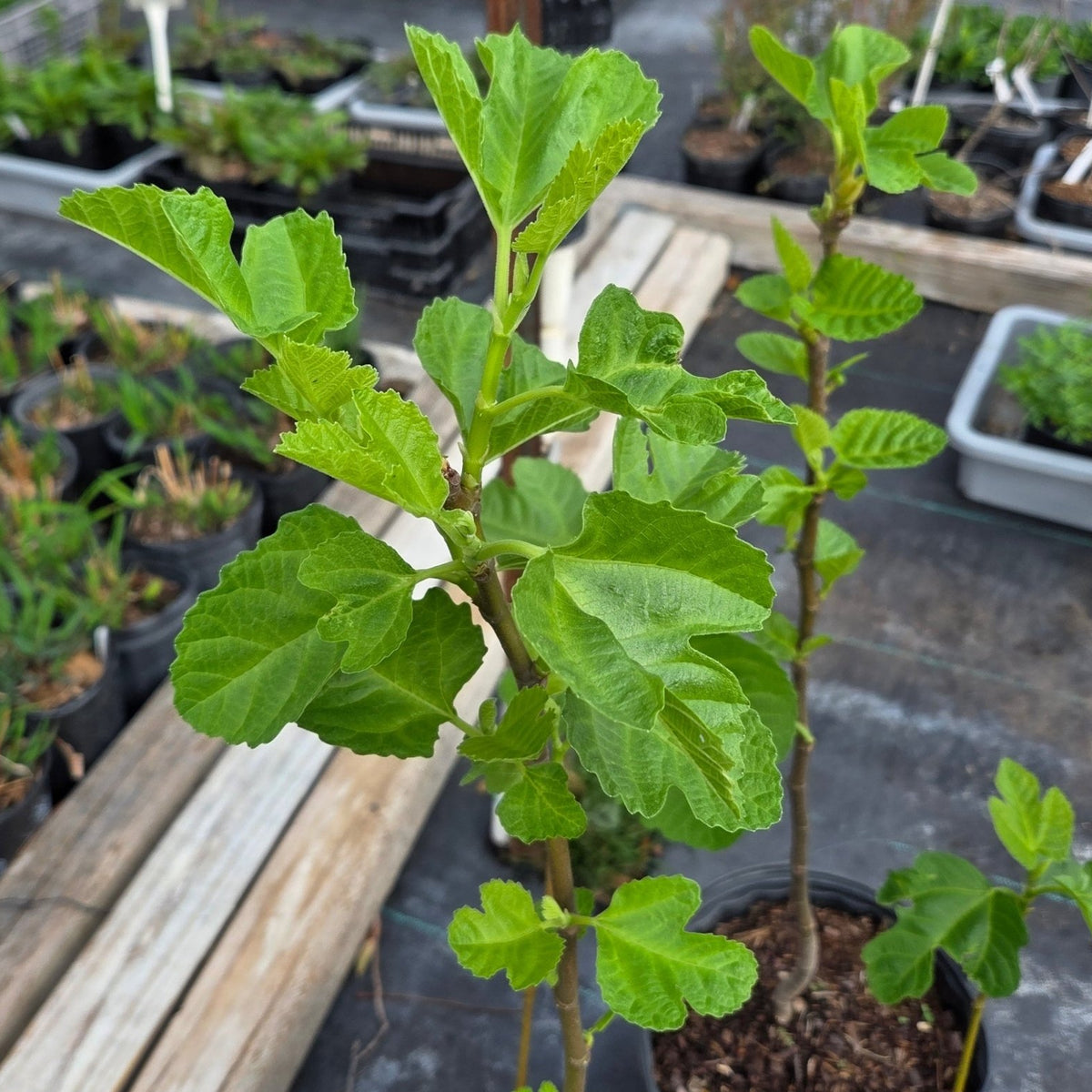 Ficus carica (Fig 'Celeste')