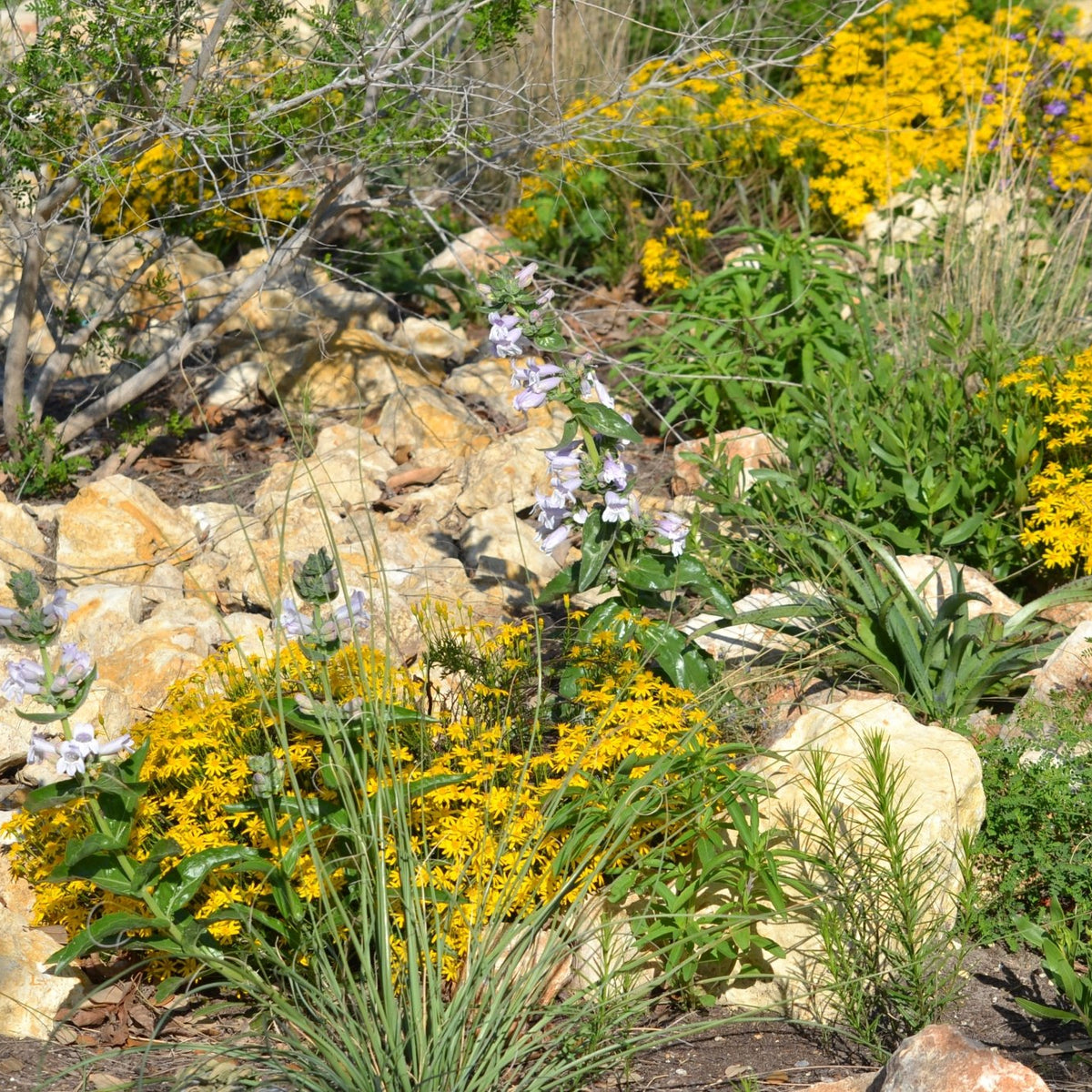 Chrysactinia mexicana (Damianita)