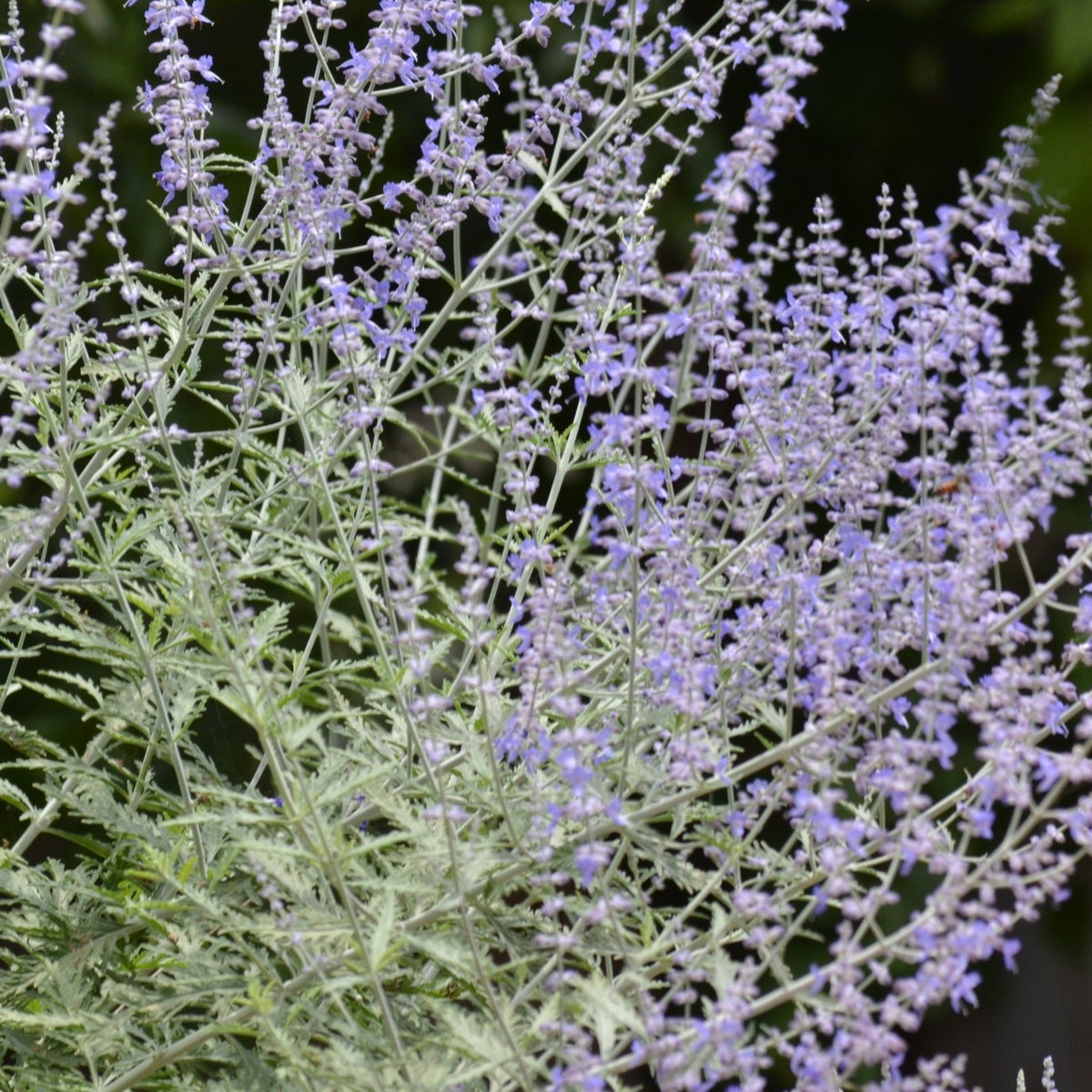 Salvia yangii (Russian Sage 'Blue Jean Baby')