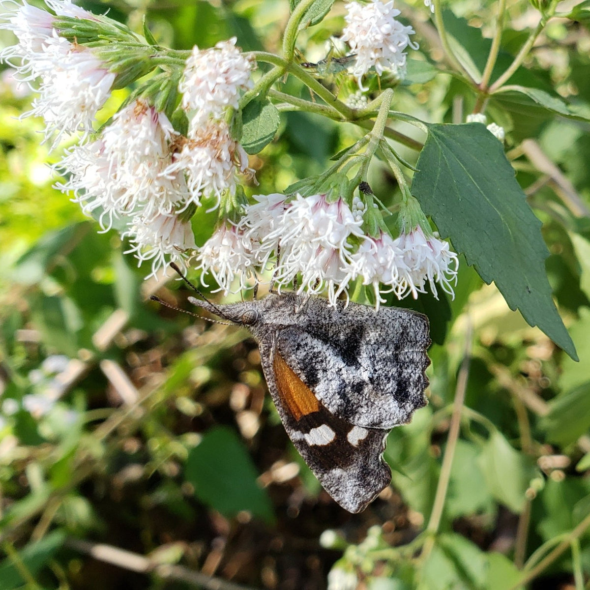 Shrubby boneset (Ageratina havanensis)