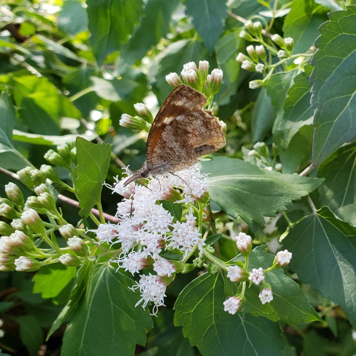 Shrubby boneset (Ageratina havanensis)