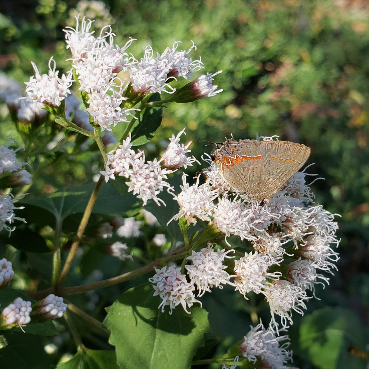 Shrubby boneset (Ageratina havanensis)