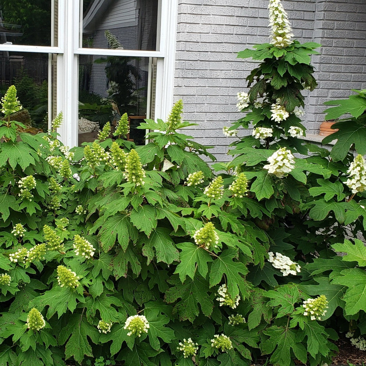 Oakleaf Hydrangea 'Snow Queen' (Hydrangea quercifolia)