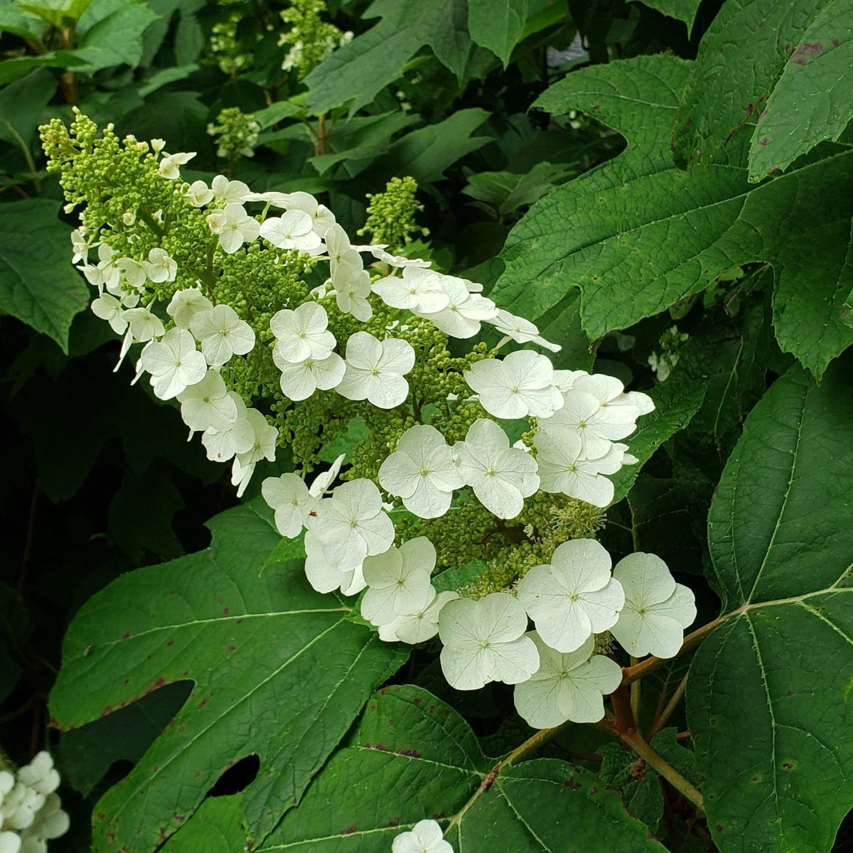 Oakleaf Hydrangea 'Snow Queen' (Hydrangea quercifolia)
