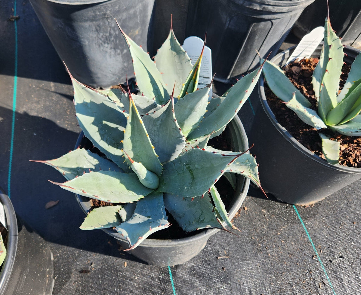 Agave parryi (Parry's Agave)