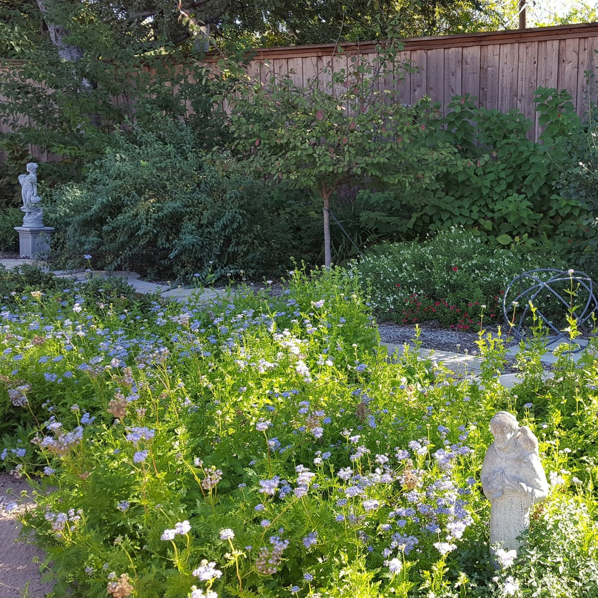Gregg's Mistflower (Conoclinium greggii)