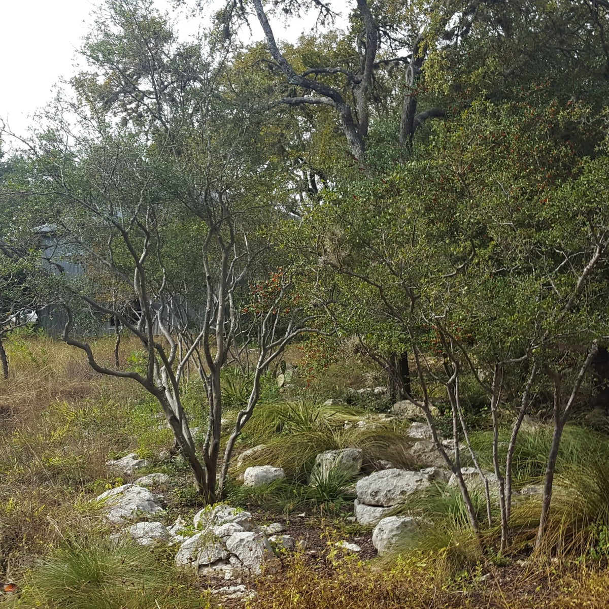 Diospyros texana (Texas Persimmon)