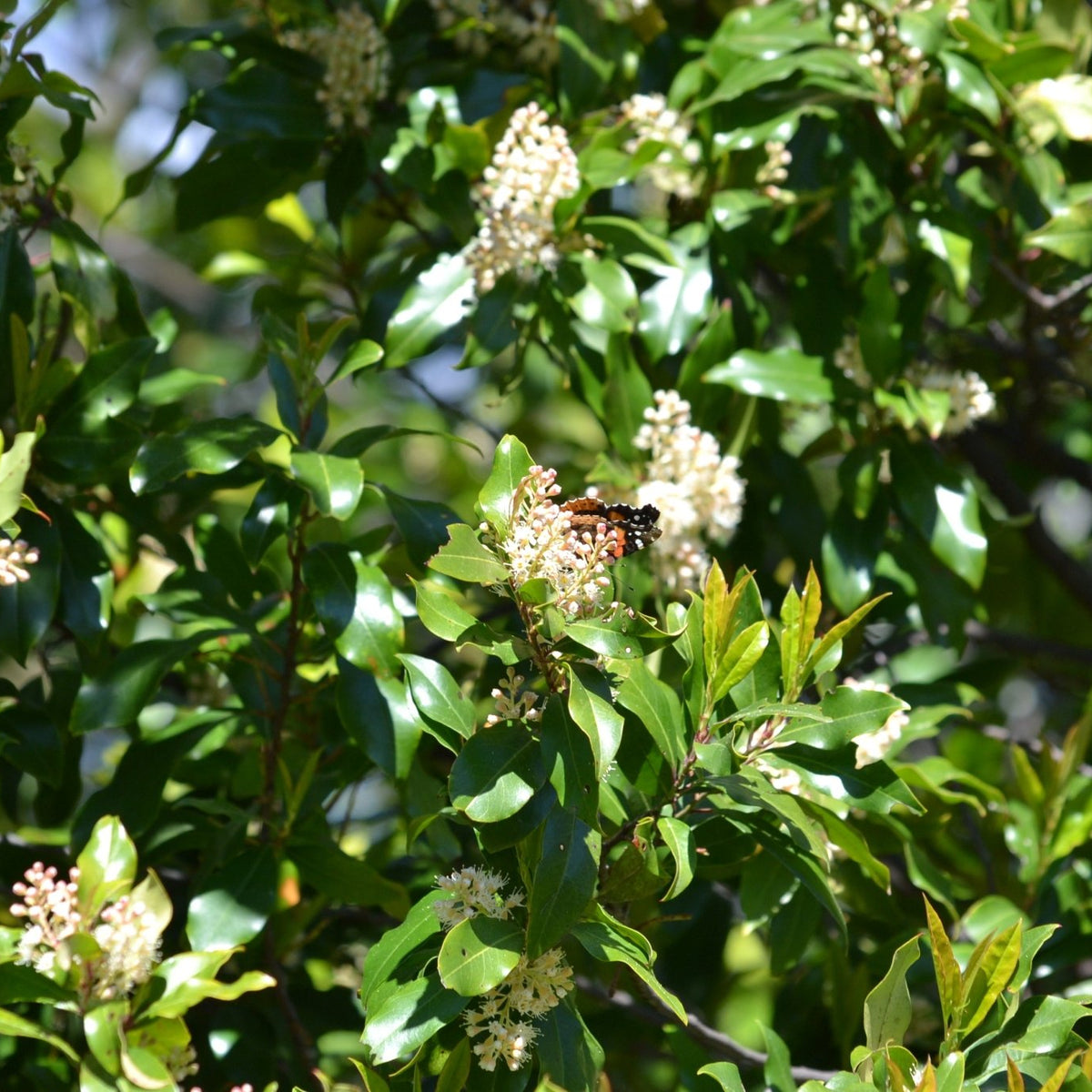 Prunus caroliniana (Cherry Laurel)