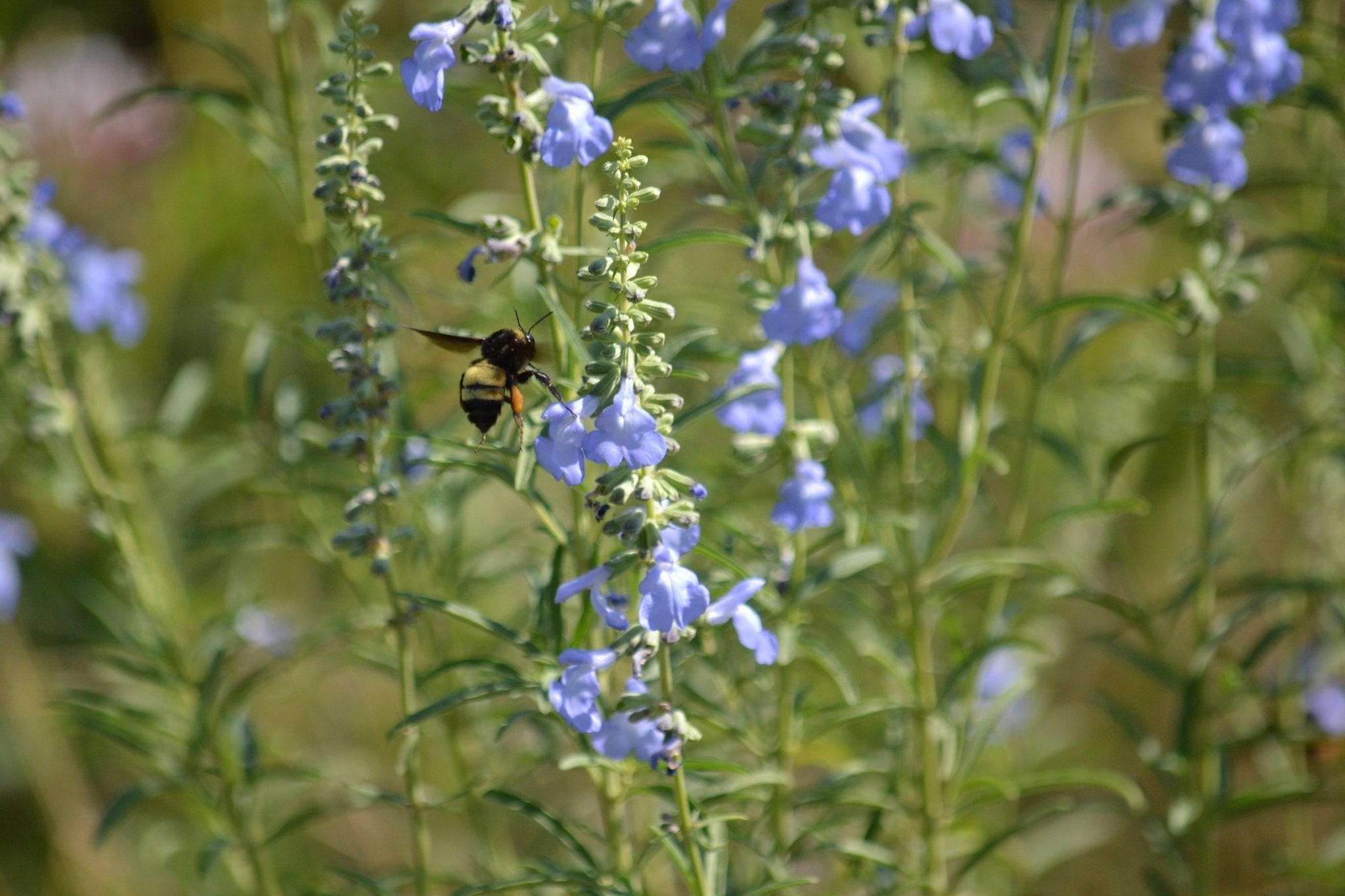 Native Plants for Cross Timbers Dry, Well-Draining Soils.