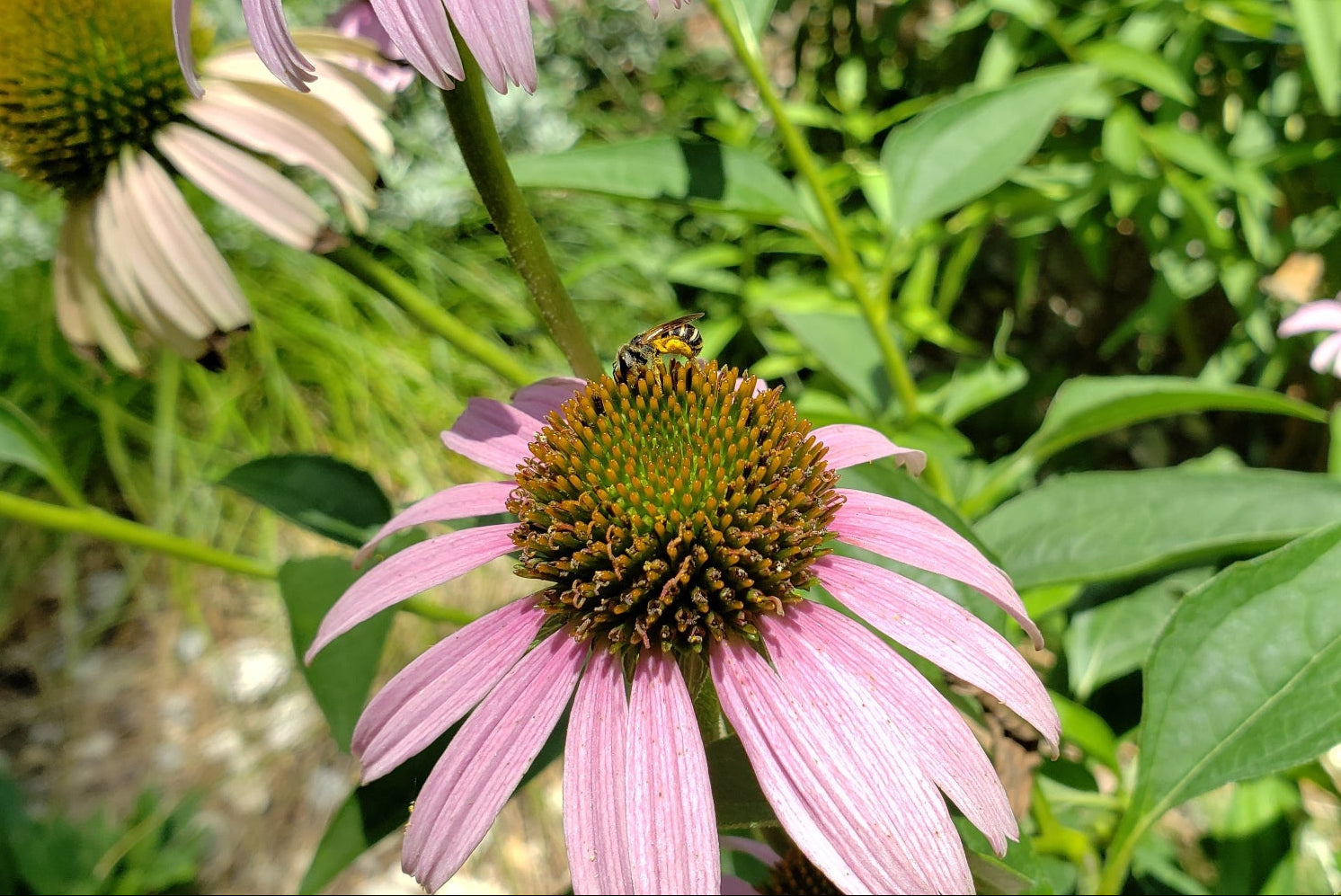 Native Plants for Blackland Prairie Clay Soils.