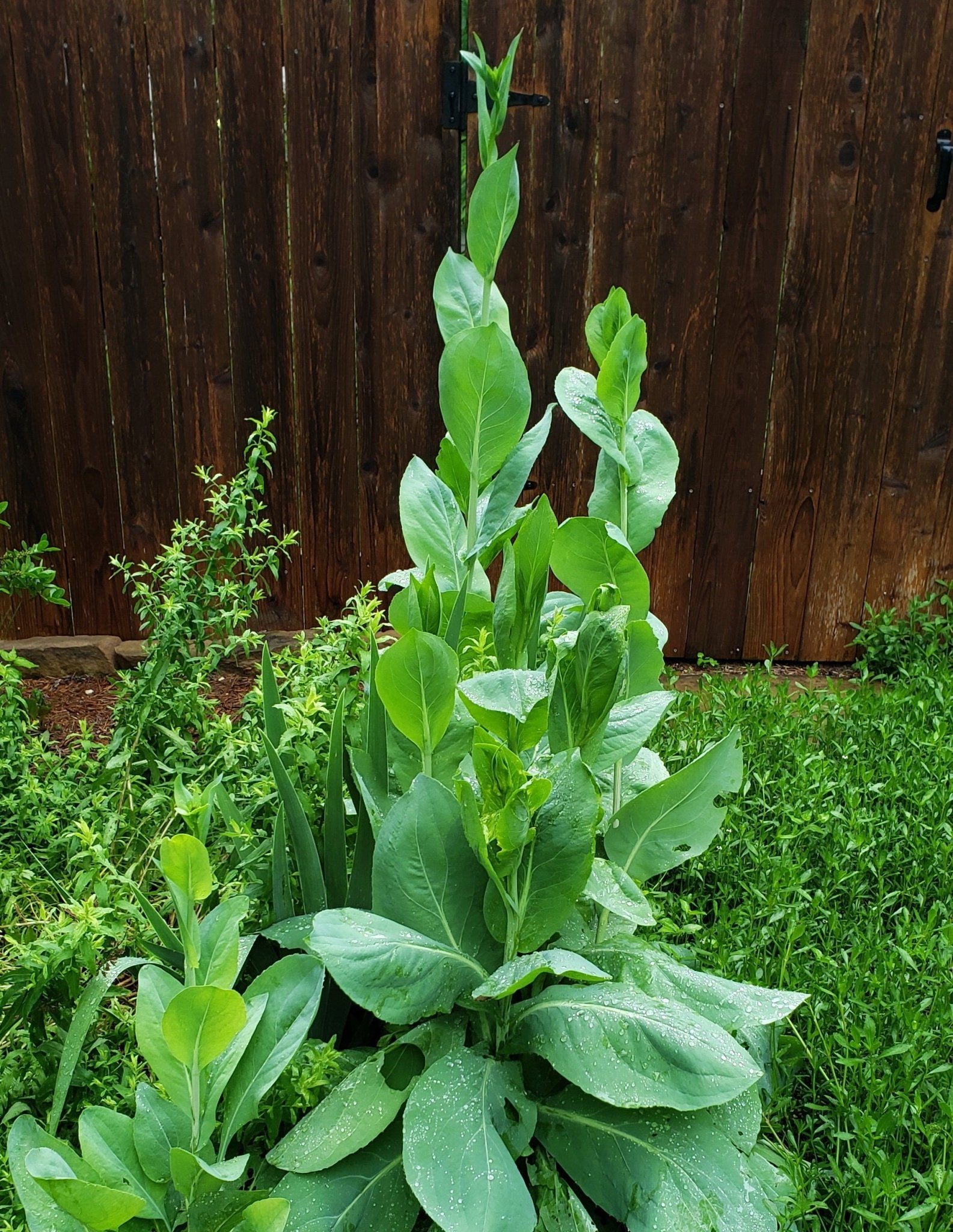 Giant Coneflower (Rudbeckia maxima)